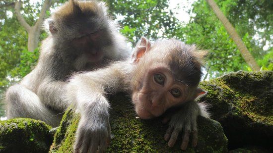 Forêt des singes d'Ubud